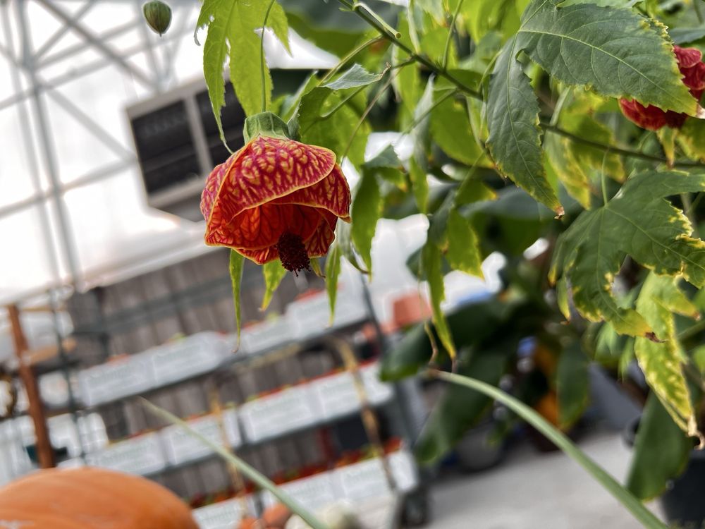 Schmidt's Farm and Greenhouse - beekeeping in West Jordan, UT
