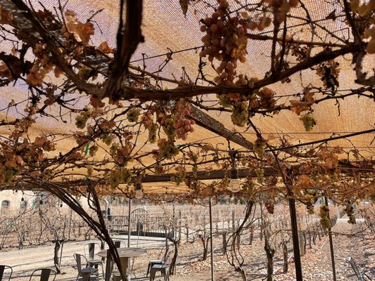 Casa Rondeña Winery by null