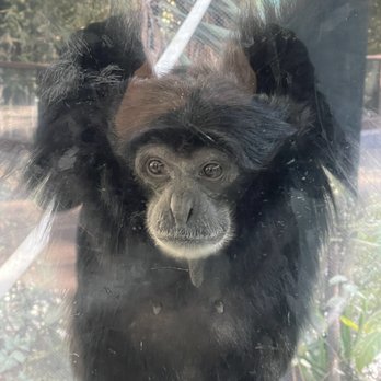 Zoológico de Chapultepec - Zoos Near Me - México, D.F., DIF Zoológico de Chapultepec - Zoos Near Me - México, D.F., DIF