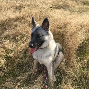 Best Paw 4ward Training - Freyja - Pet Training Near Me Best Paw 4ward Training - Freyja - Pet Training Near Me