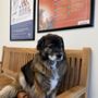 Photo of Carolina Veterinary Dermatology Clinic