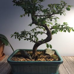 Bonsai Gardens of Connecticut - My bonsai is home!