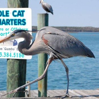 Polecat Fishing Charters - Fishing Near Me - Hilton Head Island, South Carolina Polecat Fishing Charters - Fishing Near Me - Hilton Head Island, South Carolina