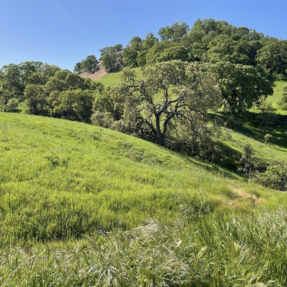 Mount Diablo State Park - Beautiful Hills - Parks Near Me - Clayton, California