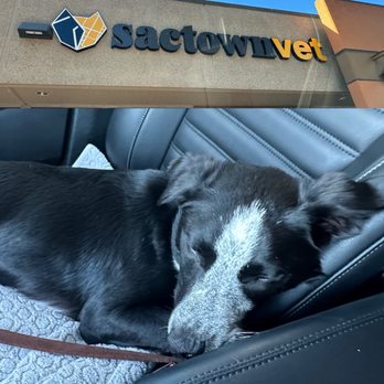 Sactown Vet - Veterinarians Near Me - Sacramento, California