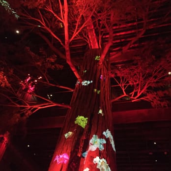 Clifton's Republic - giant tree in the midst of floors 2, 3 & 4 - Bars Near Me - Los Angeles, California