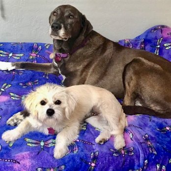 Bowser's Buddy Pet Care - Pet Sitting Near Me Bowser's Buddy Pet Care - Pet Sitting Near Me
