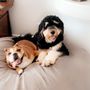 Photo of Gucci Poochies Dana Corso