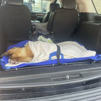 Malibu Vet Clinic - Died June 14 at 2:10pm in my arms. I am dead inside - Veterinarians Near Me - Malibu, California