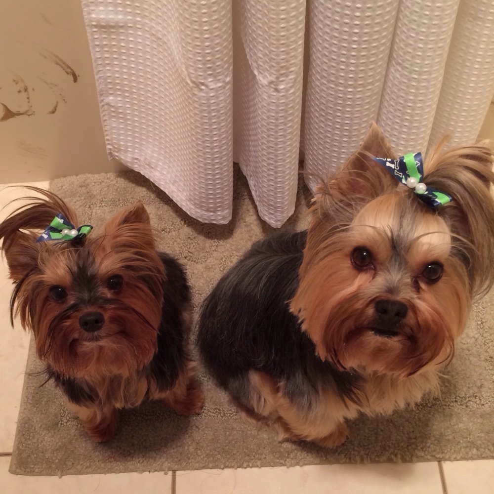 A Pet Parlor - Achilles and Paddington with their Pet Parlor handmade Seattle Seahawks bows - Pet Groomers Near Me - Lynnwood, Washington A Pet Parlor - Achilles and Paddington with their Pet Parlor handmade Seattle Seahawks bows - Pet Groomers Near Me - Lynnwood, Washington