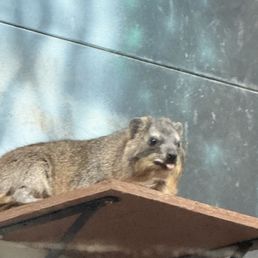 Hyrax Hyrax