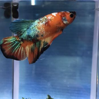 360 Aquatic - Local Fish Stores Near Me - Houston, Texas