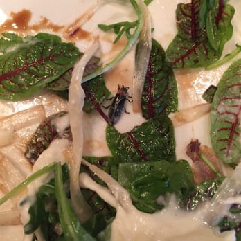 White Dog Cafe - Wayne - Can you find the bug in my salad? - Cafes Near Me - Wayne, Pennsylvania White Dog Cafe - Wayne - Can you find the bug in my salad? - Cafes Near Me - Wayne, Pennsylvania
