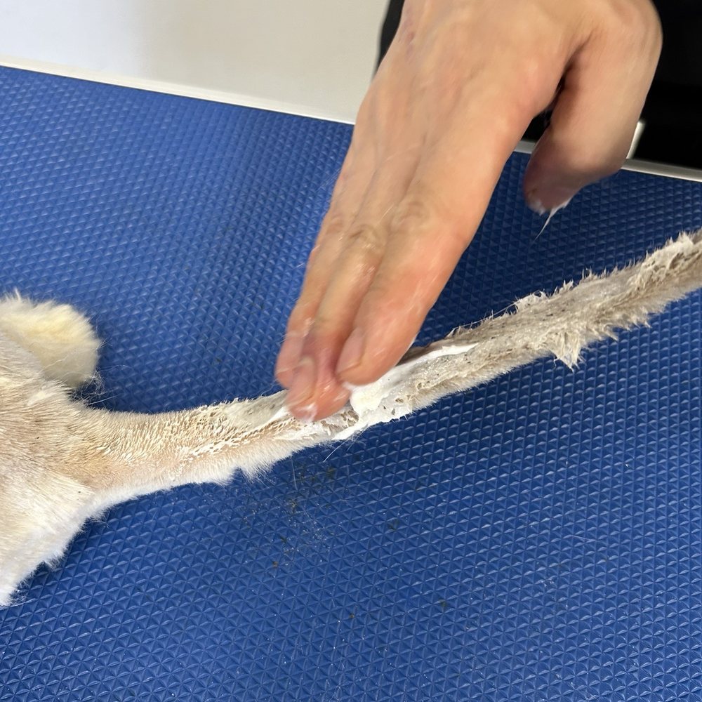 Pet Beloved - Getting glowed up. - Pet Groomers Near Me - San Diego, California Pet Beloved - Getting glowed up. - Pet Groomers Near Me - San Diego, California