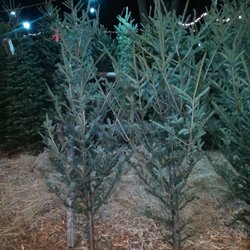 Everitt Farms - Tall and skinny, silver fir