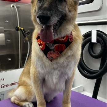 Reeses Luxury Mobile Grooming - Pet Groomers Near Me - Cedar Park, Texas Reeses Luxury Mobile Grooming - Pet Groomers Near Me - Cedar Park, Texas