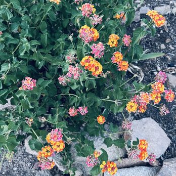 The Native Garden - a plant with yellow and red flowers - Nurseries & Gardening Near Me - Prescott, Arizona The Native Garden - a plant with yellow and red flowers - Nurseries & Gardening Near Me - Prescott, Arizona