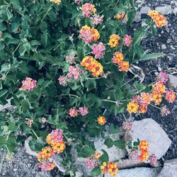The Native Garden