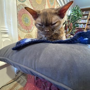 The Catfe - Cafes Near Me - Lawrenceville, Georgia