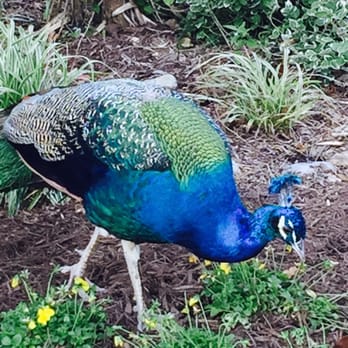 Virginia Zoological Society - Zoos Near Me - Norfolk, Virginia