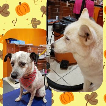 Sun's Pet Grooming - Pet Groomers Near Me - Rancho Palos Verdes, California Sun's Pet Grooming - Pet Groomers Near Me - Rancho Palos Verdes, California