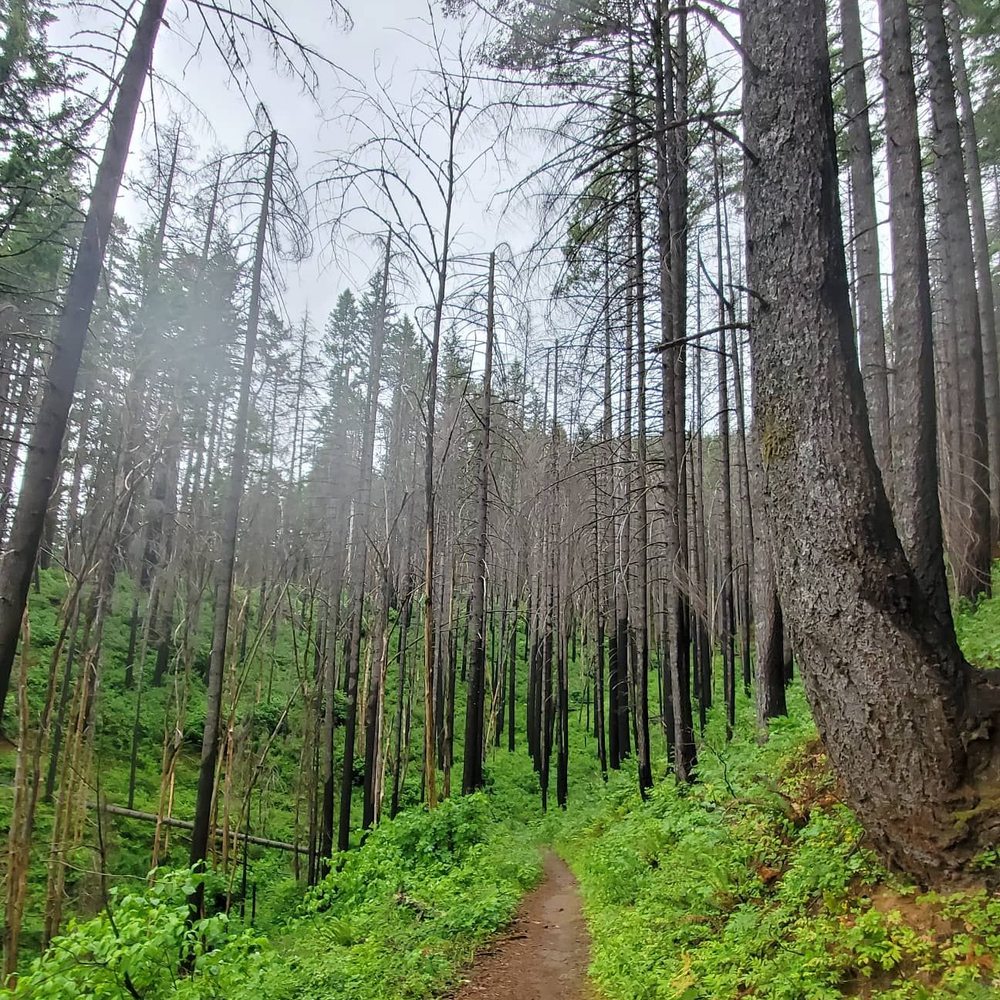 Herman Creek Falls - The forest, recovering. - Hiking Near Me - Cascade Locks, Oregon Herman Creek Falls - The forest, recovering. - Hiking Near Me - Cascade Locks, Oregon