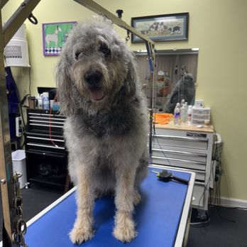Golden Touch Grooming - before their grooming - Pet Groomers Near Me - Jacksonville, Arkansas Golden Touch Grooming - before their grooming - Pet Groomers Near Me - Jacksonville, Arkansas