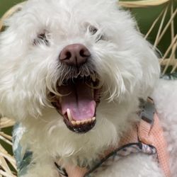 Campeche Cove All Animal Hospital - Vet visit!