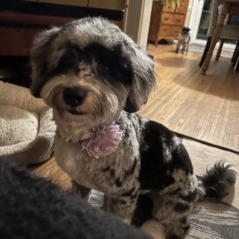 The Dapper Dog - Beautiful cut on my mini bernedoodle. - Pet Groomers Near Me - Irondequoit, New York The Dapper Dog - Beautiful cut on my mini bernedoodle. - Pet Groomers Near Me - Irondequoit, New York