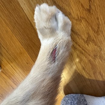 OEG Pet Salon - Deep cut from grooming incident. - Pet Groomers Near Me - Oakland, California OEG Pet Salon - Deep cut from grooming incident. - Pet Groomers Near Me - Oakland, California