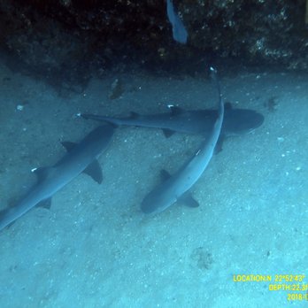 Dive Cabo - Scuba Diving Near Me - Cabo San Lucas, BCS