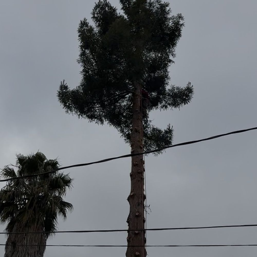 A & Y Expert Tree Service - Tree Services Near Me - San Jose, California A & Y Expert Tree Service - Tree Services Near Me - San Jose, California