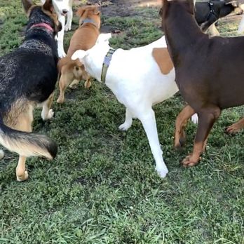 Basin AH1 Dog Park - Fun fun fun - Dog Parks Near Me - Fresno, California