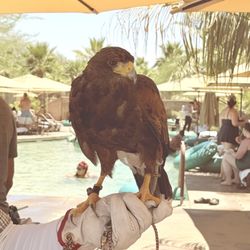 Aqua Ridge Water Park - Pumpernickel the Harris Hawk. She helps keep the pigeons and grackles away from your chair.