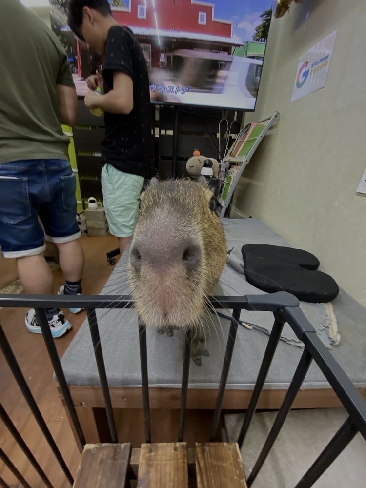 Capybara Land PUIPUI