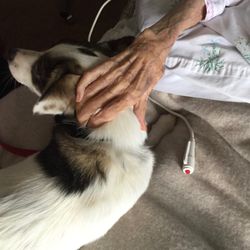 Our Lady of Peace - One of our therapy dogs, Chuck, working her magic.