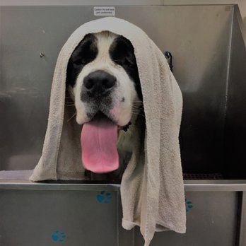 Bobbi's Barks And Bubbles - Bernie is such a BIG, sweet baby! We love our giant breed clients! - Pet Groomers Near Me - Dothan, Alabama Bobbi's Barks And Bubbles - Bernie is such a BIG, sweet baby! We love our giant breed clients! - Pet Groomers Near Me - Dothan, Alabama