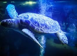 National SEA LIFE Centre Birmingham by null