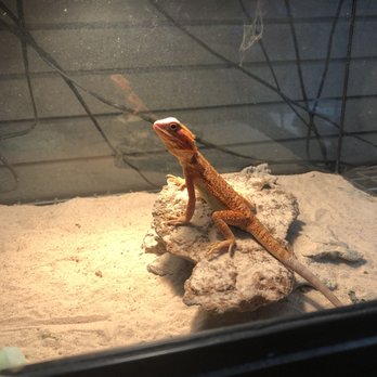 Aquatic Pets & Reptiles - The Geico! - Aquarium Services Near Me - Clovis, California