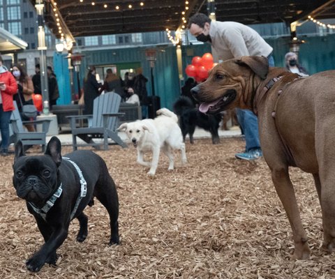 Bark Social by null