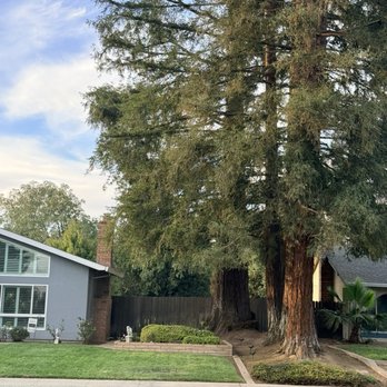 All Terrain Tree Service - Trimmed away from both houses. - Tree Services Near Me - Sacramento, California All Terrain Tree Service - Trimmed away from both houses. - Tree Services Near Me - Sacramento, California