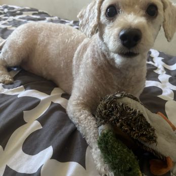 Paw Paw Pet Grooming - Pet Groomers Near Me - Alhambra, California
