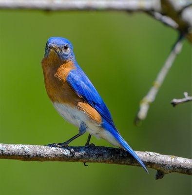 Heard Natural Science Museum & Wildlife Sanctuary by null