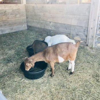 Common Ground Fair - Festivals Near Me - Unity, Maine