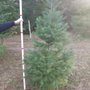 Sunshine Valley Tree Farm