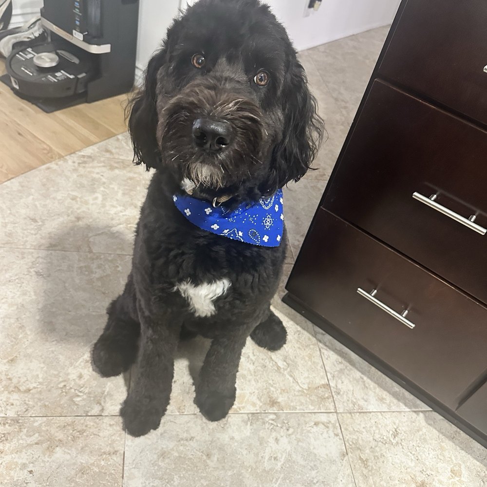 Doggy Day Spa - Pet Groomers Near Me - Los Angeles, California Doggy Day Spa - Pet Groomers Near Me - Los Angeles, California