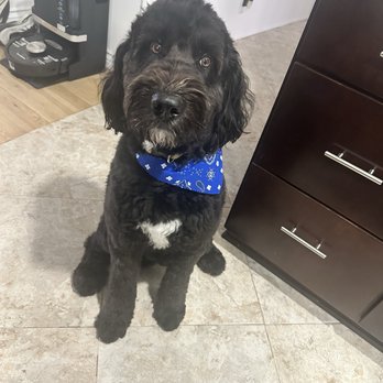 Doggy Day Spa - Pet Groomers Near Me - Los Angeles, California Doggy Day Spa - Pet Groomers Near Me - Los Angeles, California