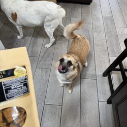 Bee Active Cbd - Charlie, licking his lips preparing for a tasty treat.