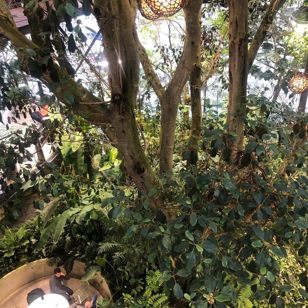 Amazon Spheres - Botanical Gardens Near Me - Seattle, Washington