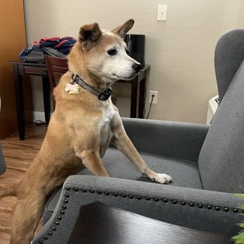 Stratford Inn - My dog approves of his room. - Hotels Near Me - Ashland, Oregon Stratford Inn - My dog approves of his room. - Hotels Near Me - Ashland, Oregon